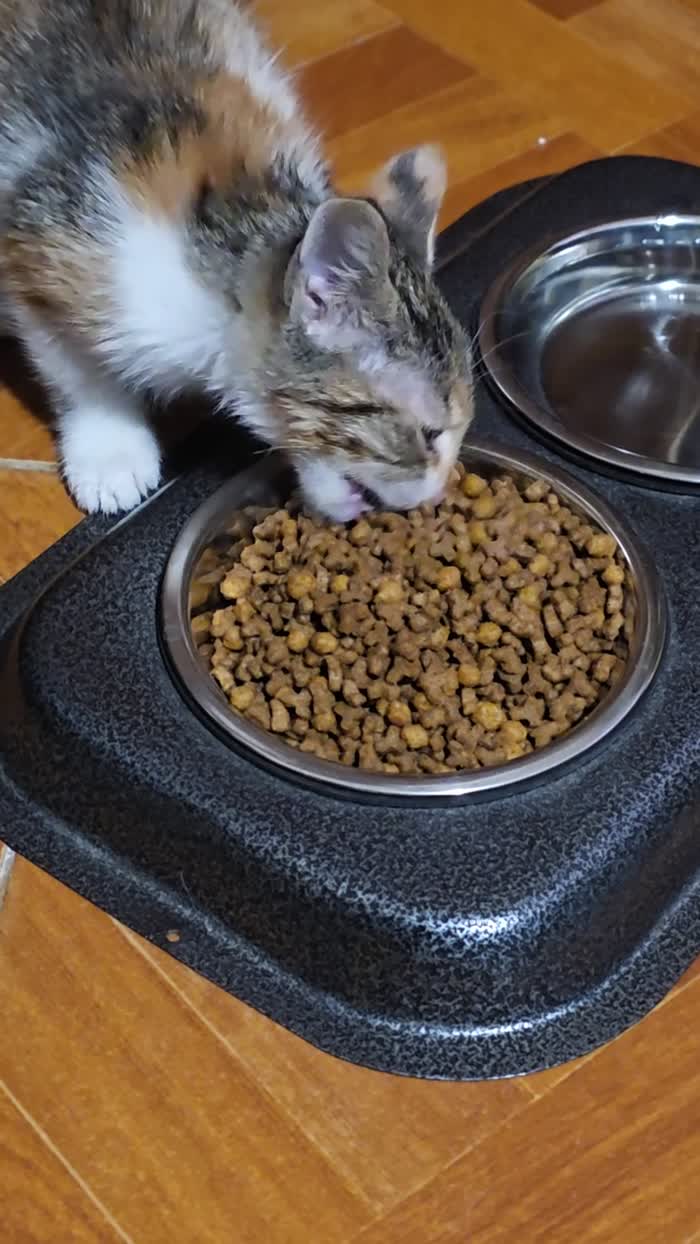 Gattina cerca urgentemente casa Palermo - media 7