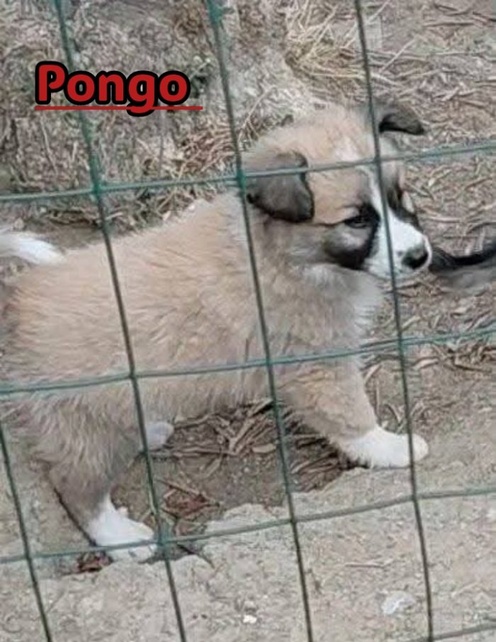 Cinque cuccioli adorabili