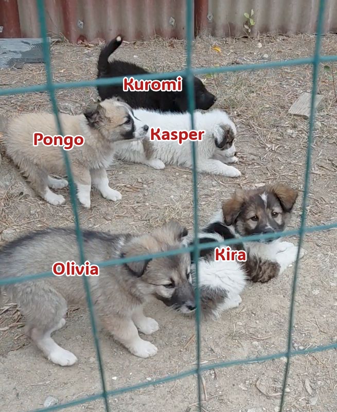 Cinque cuccioli adorabili