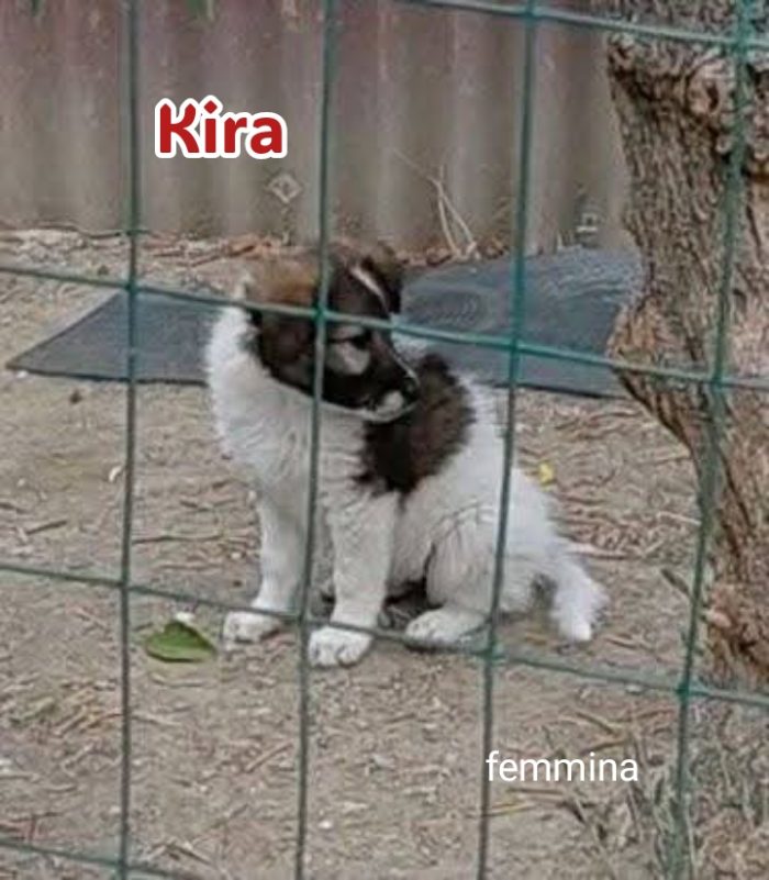 Cinque cuccioli adorabili