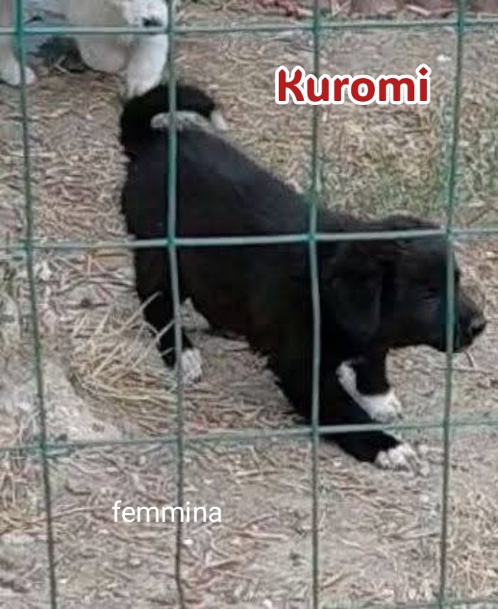 Cinque cuccioli adorabili - media 6