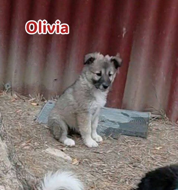 Cinque cuccioli adorabili - media 5