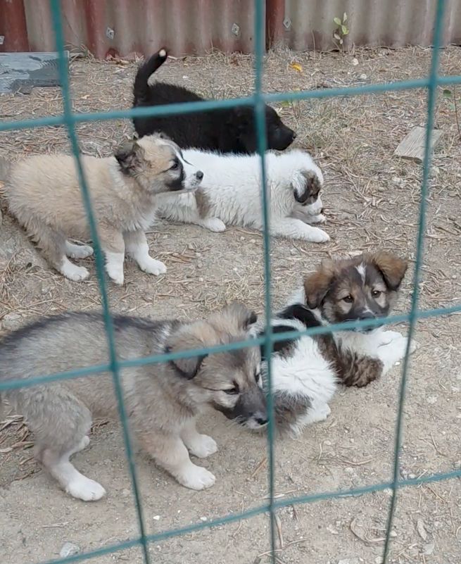Cinque cuccioli adorabili - media 4