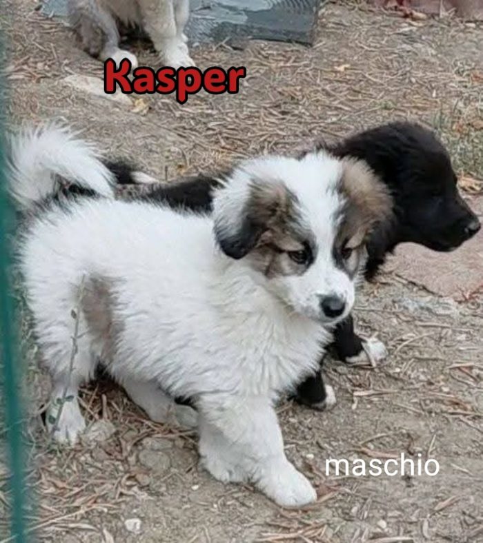 Cinque cuccioli adorabili - media 7