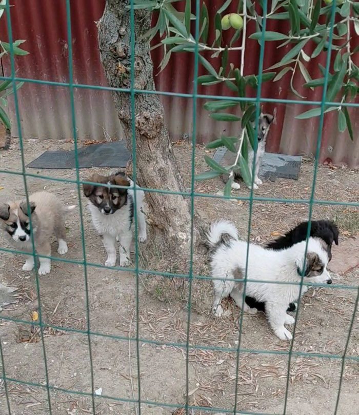 Cinque cuccioli adorabili - media 9