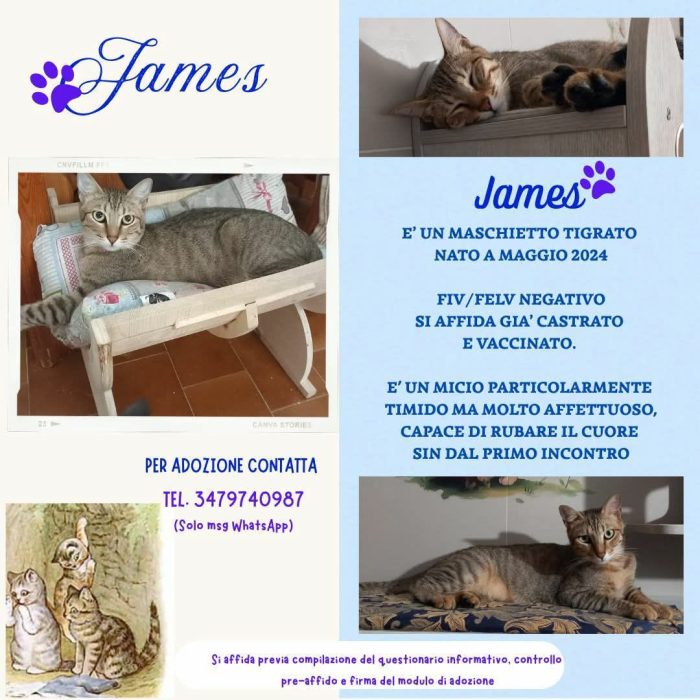 JAMES dolce micio in adozione!