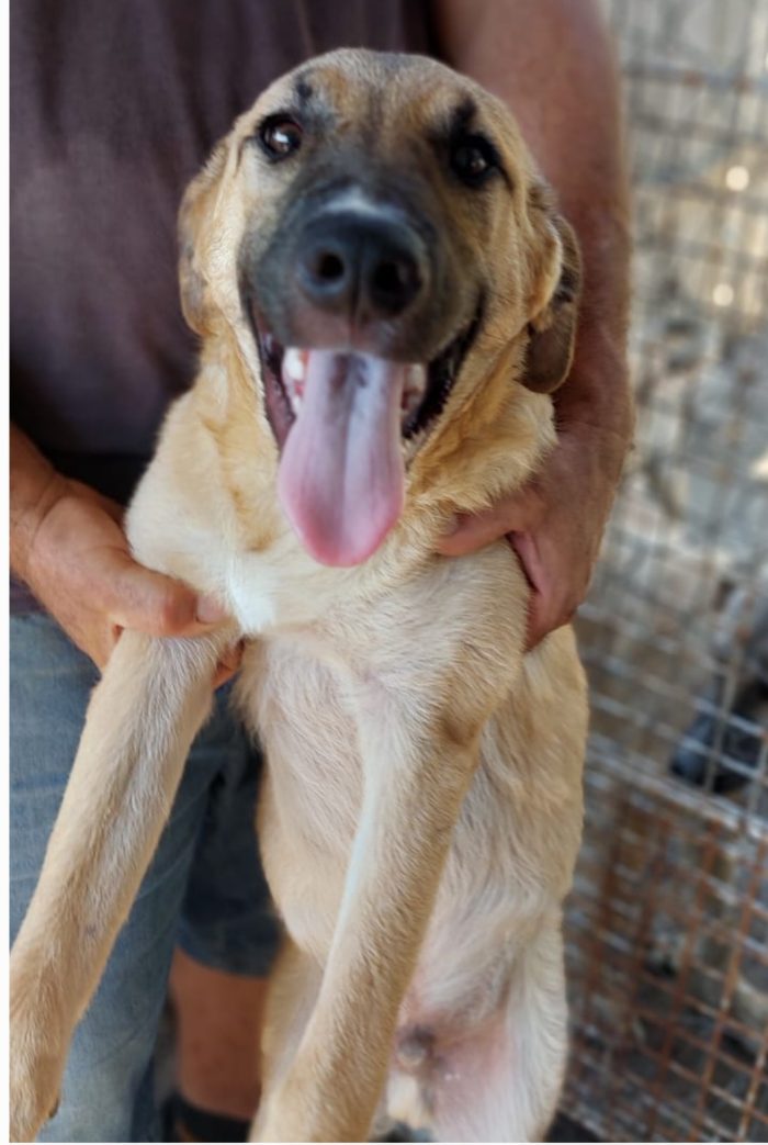 Bea mix pastorina 7mesi e 1/2 RIMASTA SOLA IN RECINTO! CAGLIARI
