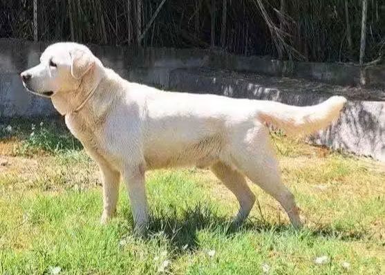 Joey, dolcissimo e bellissimo Labrador