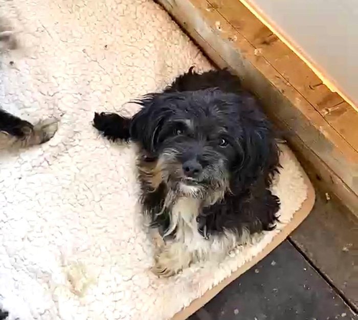 Diabla, simil shitzu di 2 anni, taglia piccola