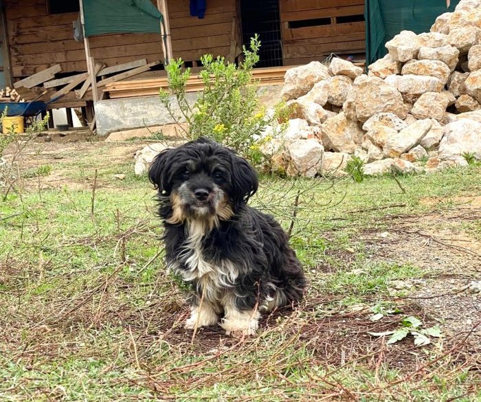 Diabla, simil shitzu di 2 anni, taglia piccola