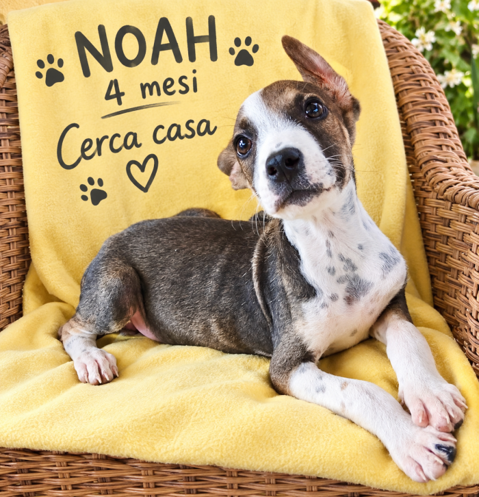 Noah un piccolino pieno di energia