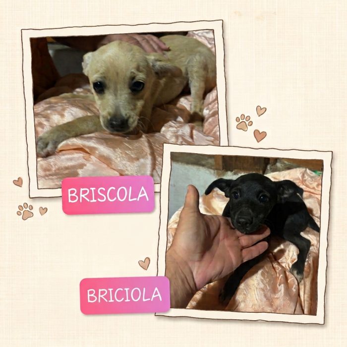 Briscola e Briciola cucciole 4 mesi taglia piccola cercano casa - in adozione