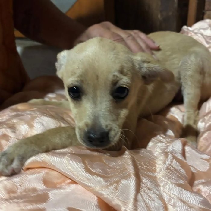 Briscola e Briciola cucciole 4 mesi taglia piccola cercano casa - in adozione