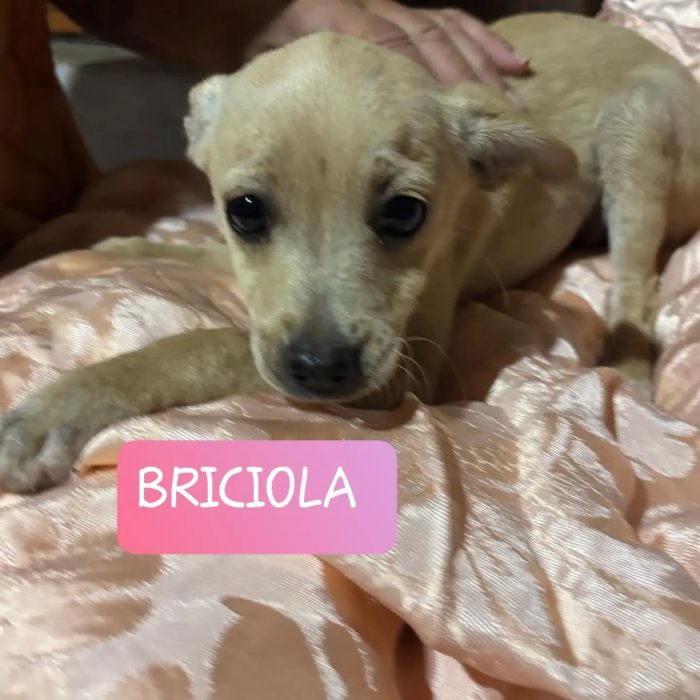 Briscola e Briciola cucciole 4 mesi taglia piccola cercano casa - in adozione