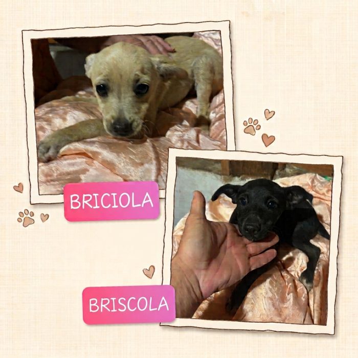Briscola e Briciola cucciole 4 mesi taglia piccola cercano casa - in adozione