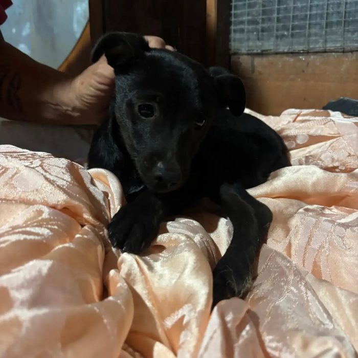 Briscola e Briciola cucciole 4 mesi taglia piccola cercano casa - in adozione - media 6