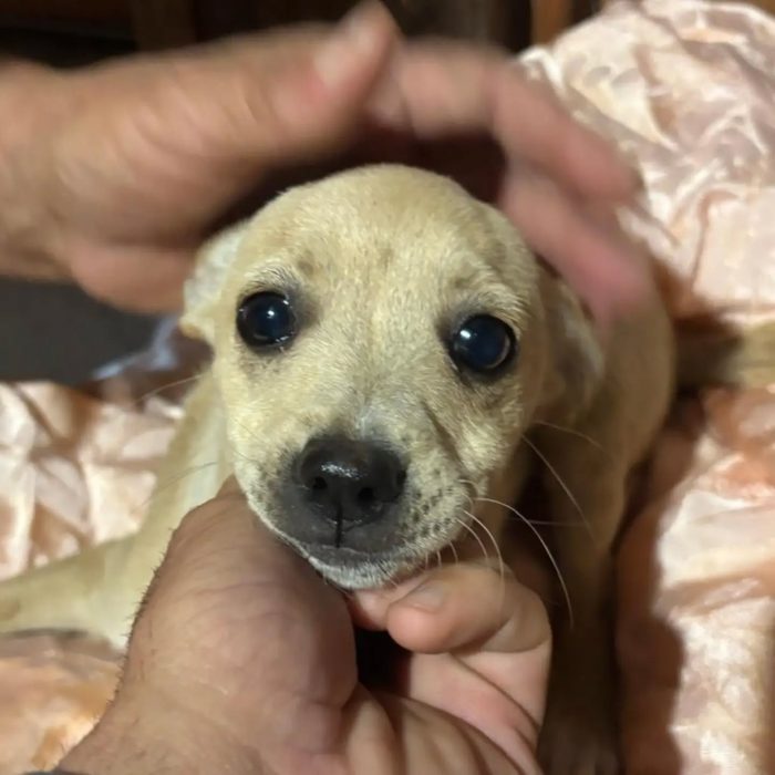 Briscola e Briciola cucciole 4 mesi taglia piccola cercano casa - in adozione - media 4