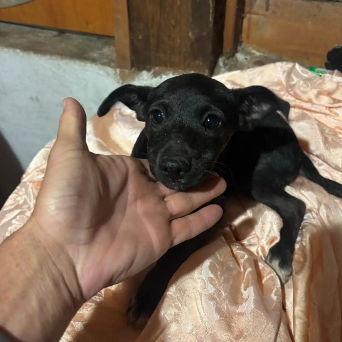 Briscola e Briciola cucciole 4 mesi taglia piccola cercano casa - in adozione - media 5