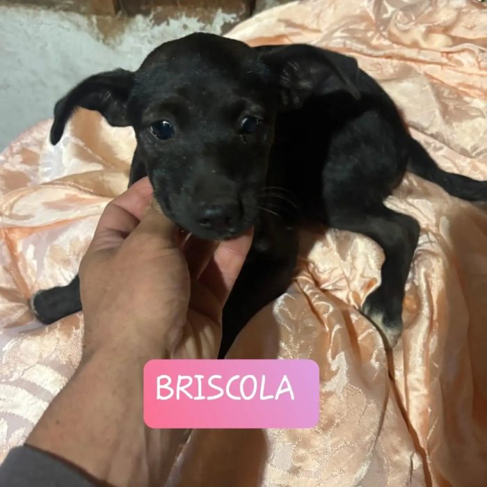 Briscola e Briciola cucciole 4 mesi taglia piccola cercano casa - in adozione - media 7