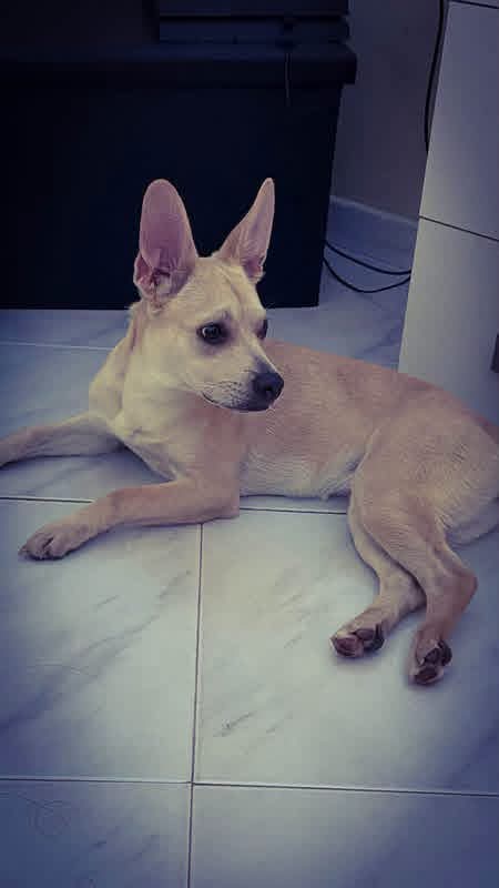 1 anno, 8 kg. Non la vogliono più, urgente