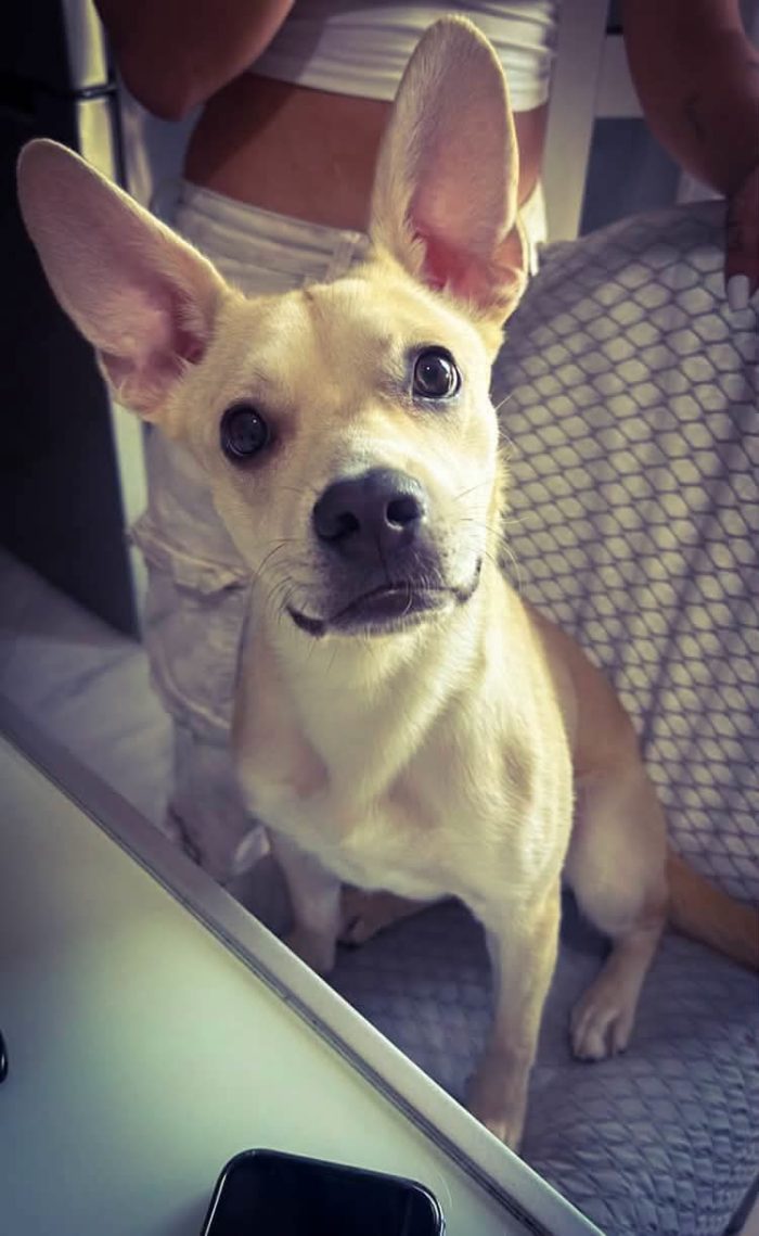 1 anno, 8 kg. Non la vogliono più, urgente