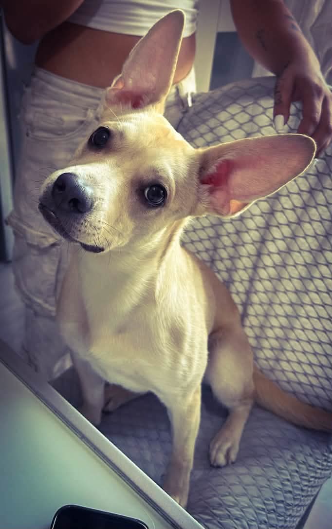 1 anno, 8 kg. Non la vogliono più, urgente