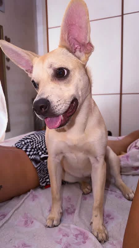 1 anno, 8 kg. Non la vogliono più, urgente - media 7