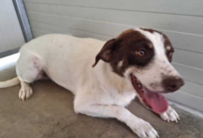 Lillino 3anni mix segugino aspetta da cucciolo in rifugio.COSENZA - media 4