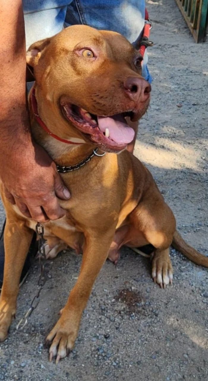 Tecla simil Pitbull Red Nose sui 3anni buona e sfortunata.PROV VARESE