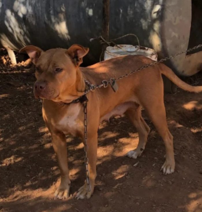 Tecla simil Pitbull Red Nose sui 3anni buona e sfortunata.PROV VARESE