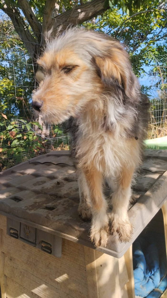 Noel splendido cucciolo simil spinoncino cerca casa
