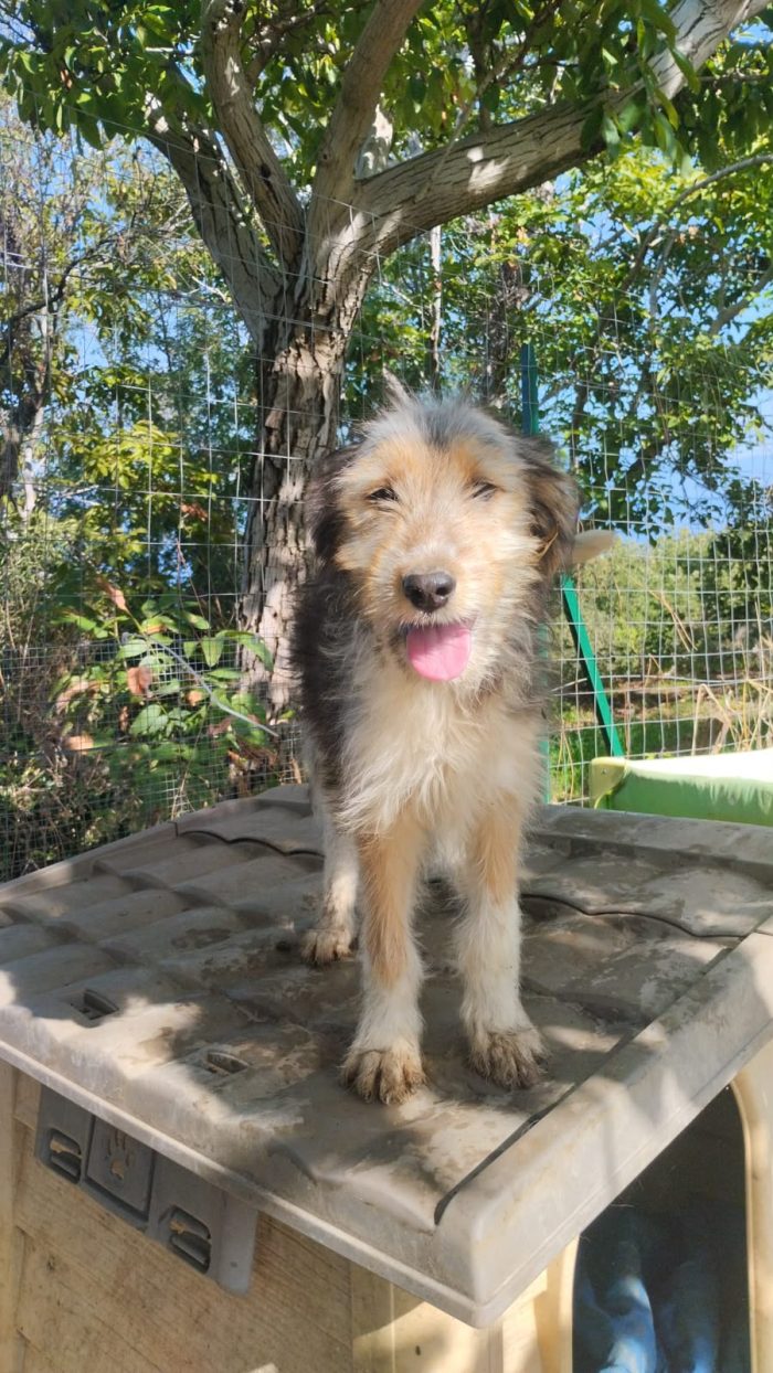 Noel splendido cucciolo simil spinoncino cerca casa