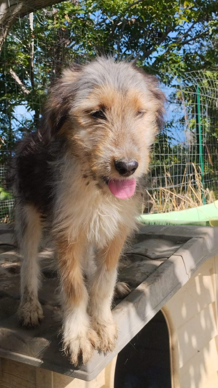 Noel splendido cucciolo simil spinoncino cerca casa - media 5