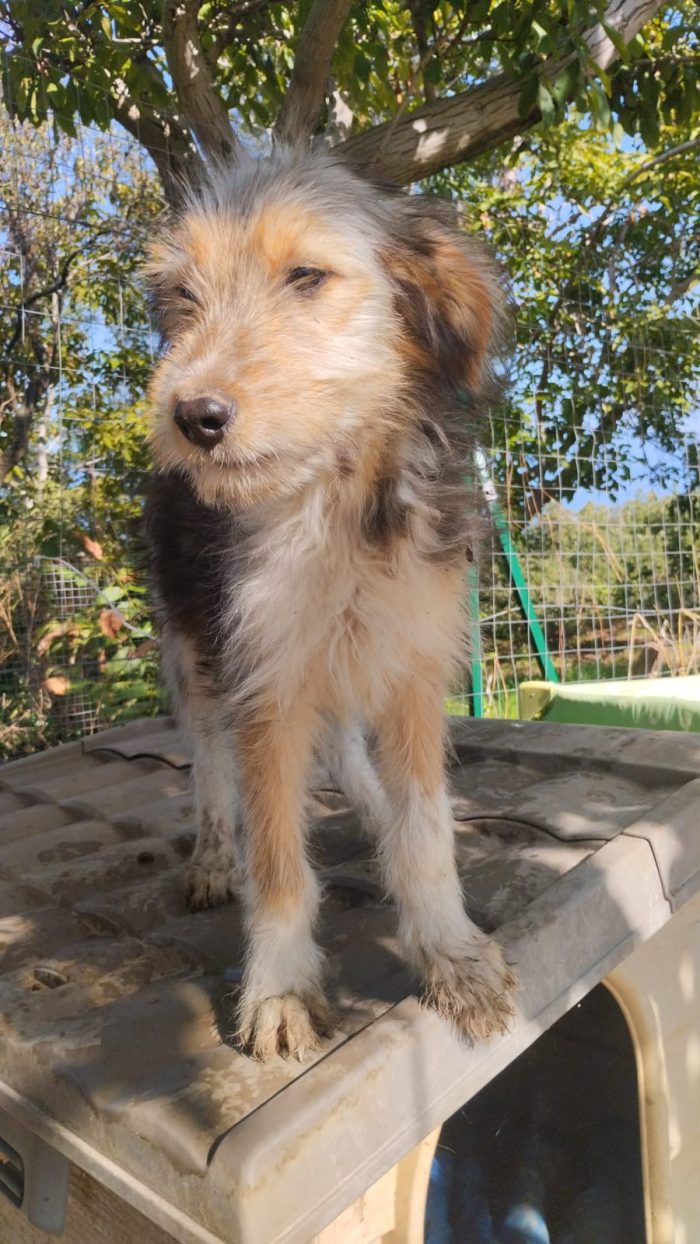 Noel splendido cucciolo simil spinoncino cerca casa