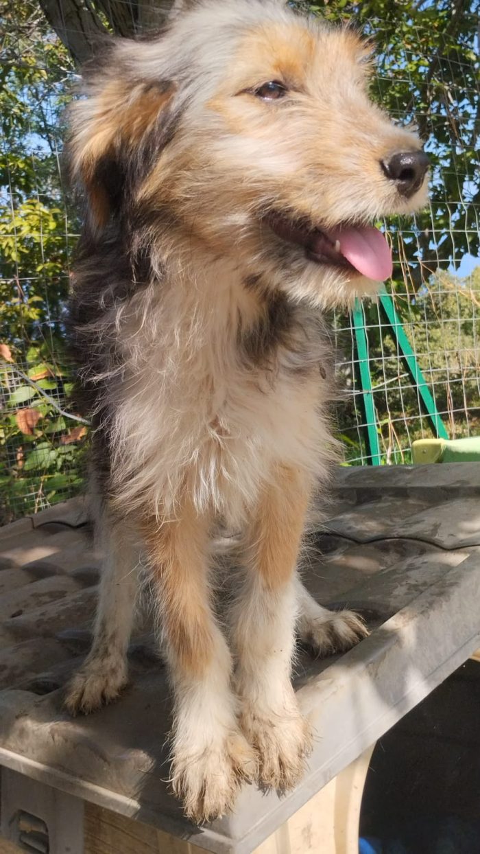 Noel splendido cucciolo simil spinoncino cerca casa - media 4