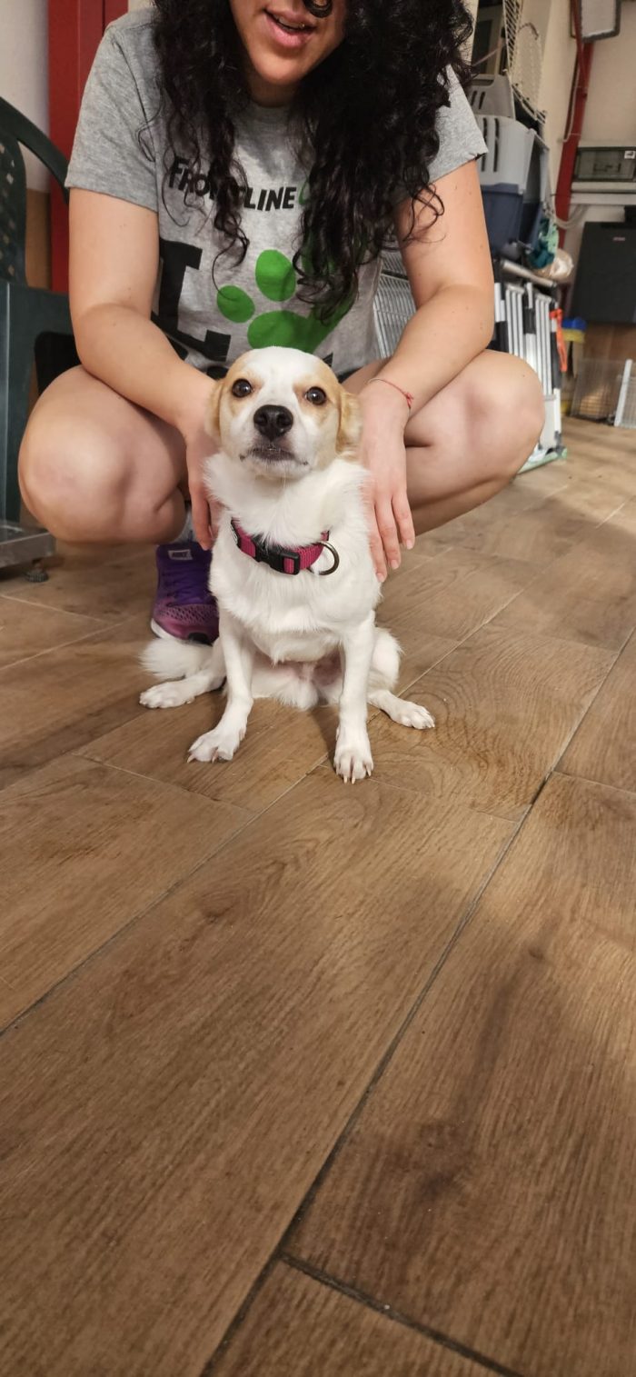 Cucciolo maschio taglia piccola cerca casa!