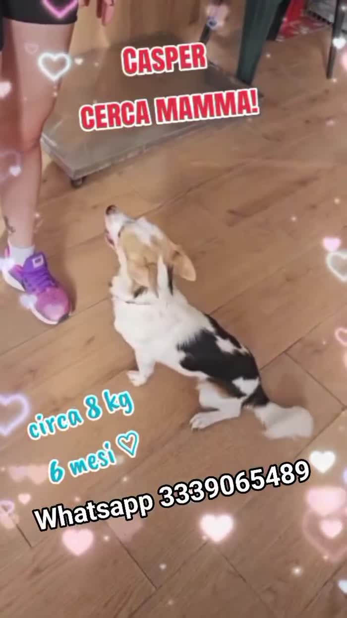 Cucciolo maschio taglia piccola cerca casa! - media 4