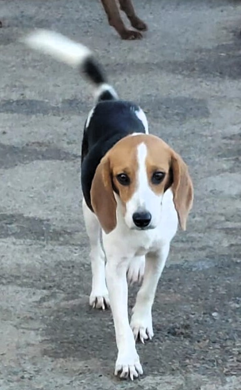 FOX DELIZIOSO BEAGLE