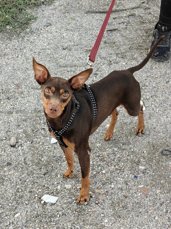 Aron: 2 anni, 4 kg, socievole