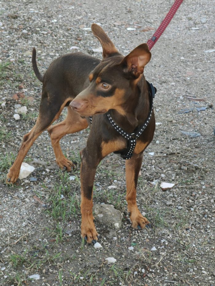 Aron: 2 anni, 4 kg, socievole