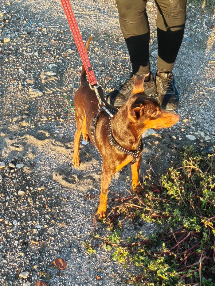 Aron: 2 anni, 4 kg, socievole - media 4