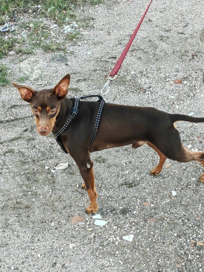 Aron: 2 anni, 4 kg, socievole