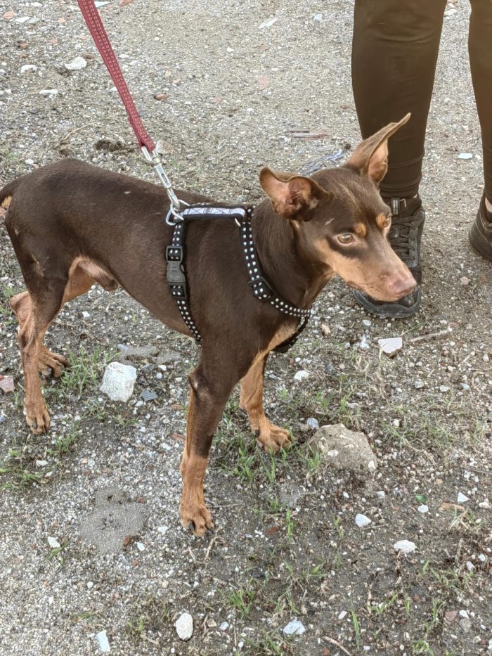 Aron: 2 anni, 4 kg, socievole - media 5