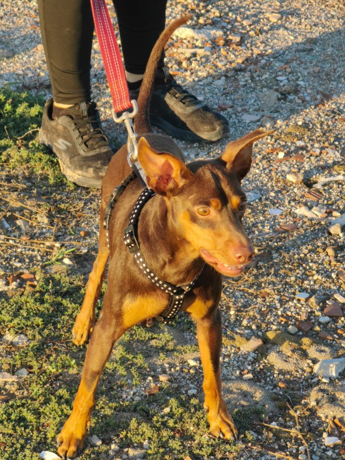 Aron: 2 anni, 4 kg, socievole - media 6