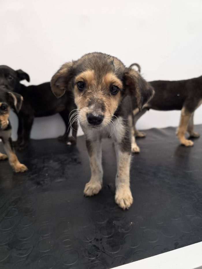 Otis cucciolo taglia medio piccola