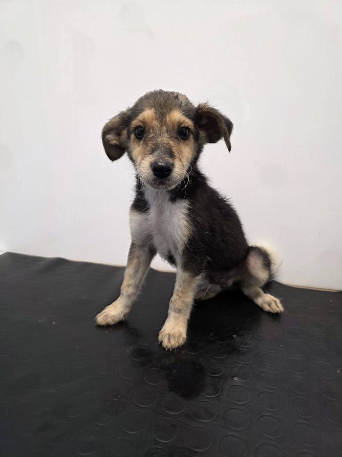 Otis cucciolo taglia medio piccola