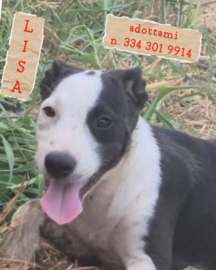 Lisa ti aspetta