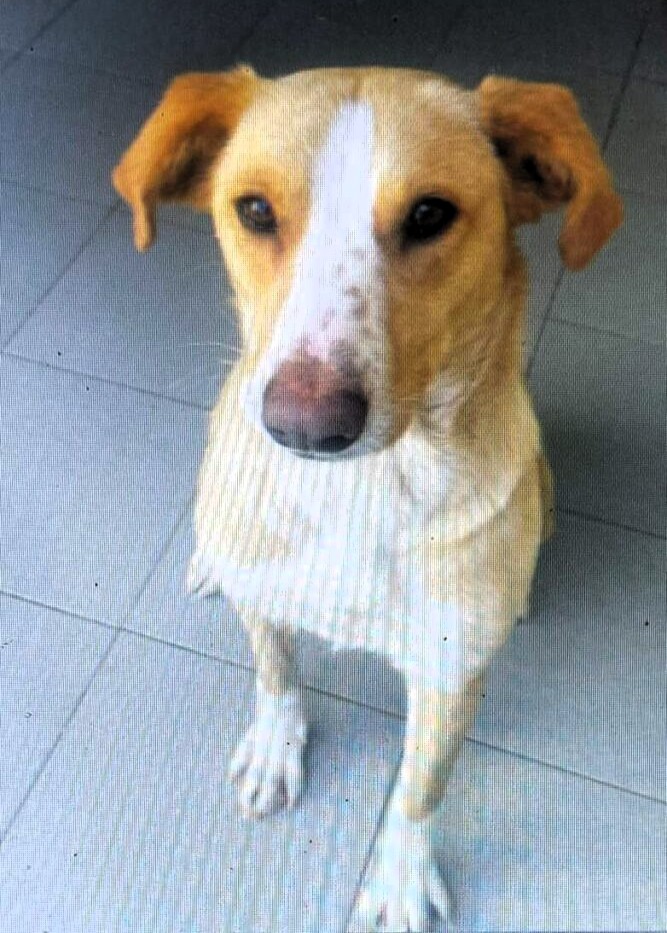 POPY CAGNOLINA BELLISSIMA