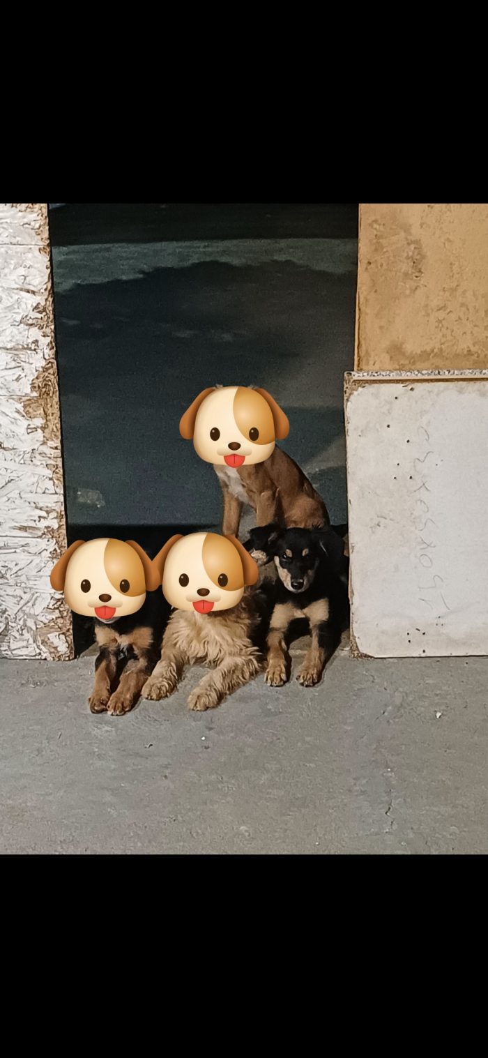1 cucciola simpaticissima e dolce cerca casa