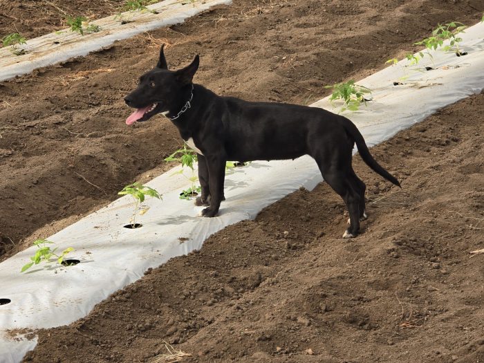 Zaira splendida dolce cagnolina taglia medio piccola